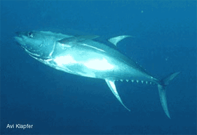 atarat_mohamad@hotmail.com